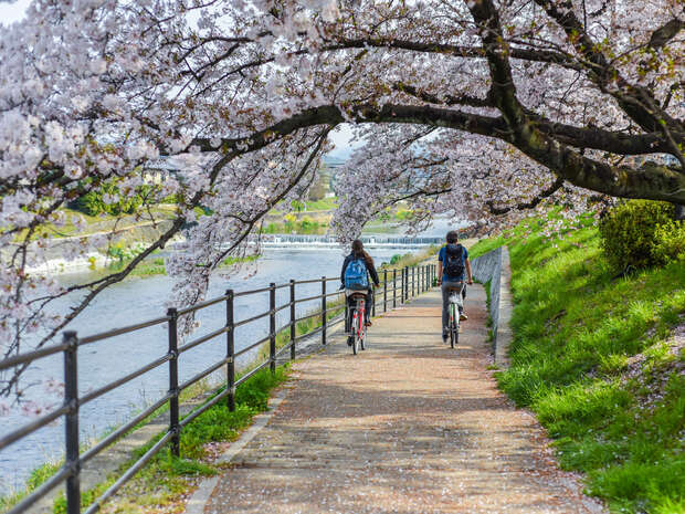 Cyclists ride along a riverside path beneath blooming cherry blossom trees, surrounded by railing on one side and green grass on the other, under a clear sky.