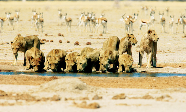 Lions drink from a small waterhole in a dry, sandy landscape, while a herd of antelopes grazes in the background.