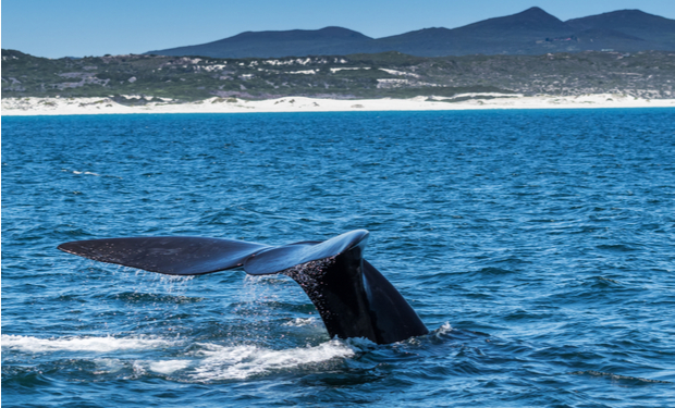 A whale's tail emerges from the water, splashing gently as it dives in a vast ocean with distant mountains and a sandy shoreline under a clear blue sky.