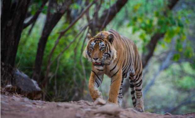 A tiger walking cautiously along a dirt path, surrounded by lush green trees and foliage in a dense forest environment.
