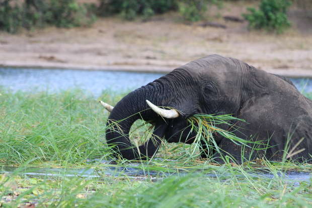 An elephant uses its trunk to pull grass, partially submerged in a waterhole, surrounded by lush greenery and distant trees.