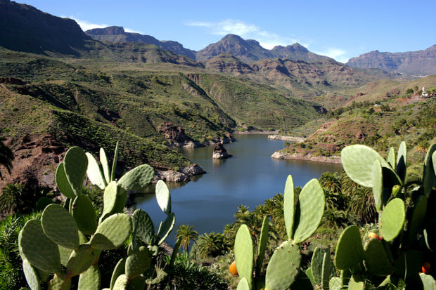 Cacti stand prominently in the foreground, overlooking a serene lake nestled within rugged, green mountains under a clear blue sky.