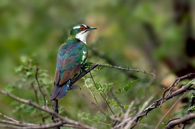 A colorful bird with iridescent plumage and a red eye perches on a thin branch, surrounded by green foliage in a natural setting.