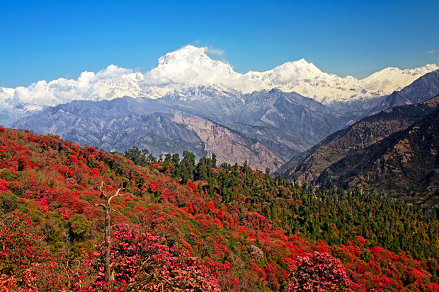 Snow-capped mountains stand majestically in the background, above vibrant, red-flowered hills and green forests under a clear blue sky, conveying the beauty of a serene and colorful landscape.