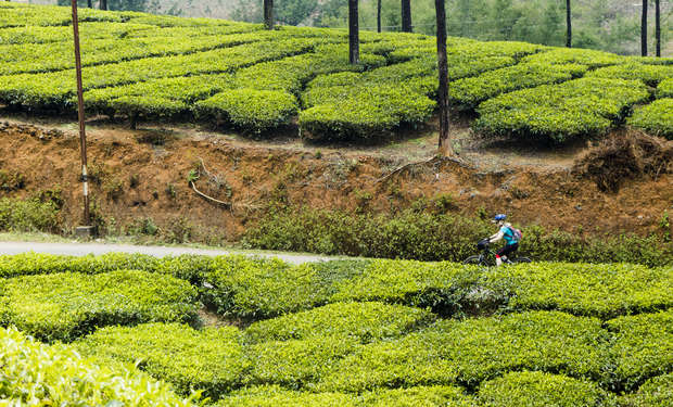 A cyclist rides along a path bordered by lush, neatly arranged tea bushes in a hilly area, with tall, slender trees scattered throughout the plantation landscape.