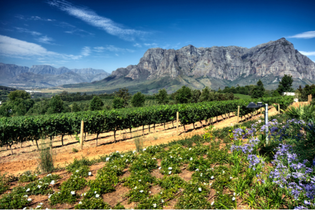 Vineyard rows extend across a hilly landscape, bordered by wildflowers, with towering mountain ranges under a clear, blue sky in the background, creating a scenic agricultural valley.