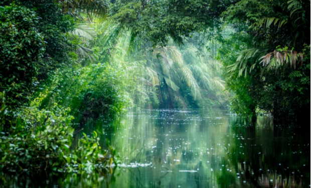 Sunrays filtering through lush, green foliage over a tranquil river, creating a dappled light effect on the water amidst a dense, tropical forest setting.
