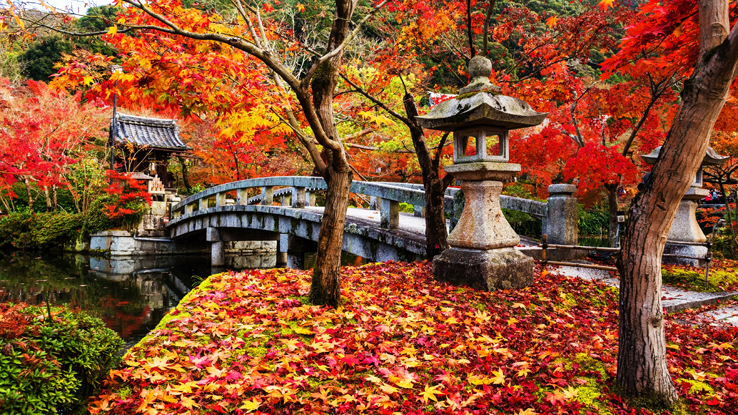 A stone lantern stands amidst vibrant autumn foliage, overlooking a traditional arched bridge across a serene pond in a Japanese garden. Red, orange, and yellow leaves cover the ground.