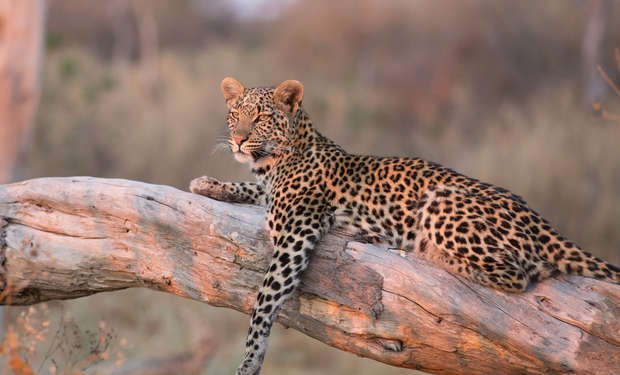 A leopard rests on a large, horizontal tree branch, with its limbs dangling. It is surrounded by a soft-focus, natural landscape of dry grass and blurred foliage.