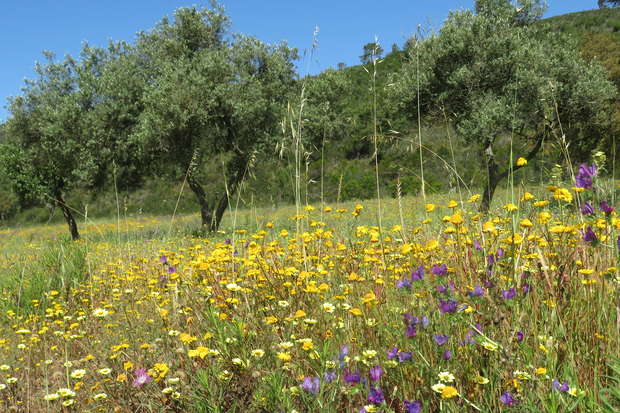 Wildflowers bloom vibrantly in a field, with a mix of yellow and purple hues. Olive trees stand in the background under a clear blue sky, creating a serene landscape.