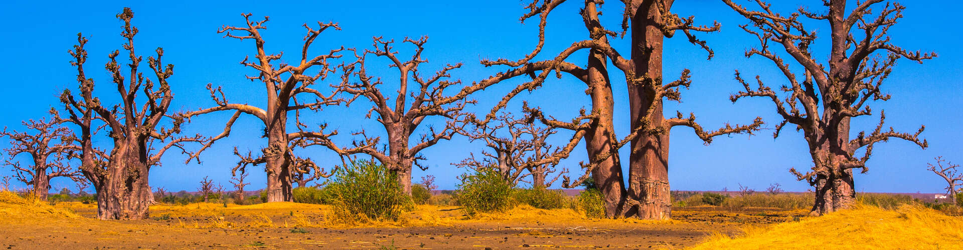 Baobab trees stand in a dry, sandy landscape under a clear blue sky. Scattered bushes and yellow grass cover the ground, creating a stark, arid environment.