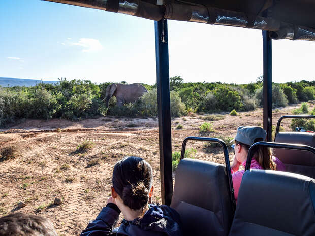 A safari vehicle with seated passengers observes an elephant walking through dense bushes under a clear sky, in a dry, open landscape.