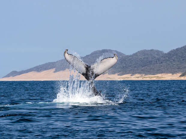 Whale tail splashes energetically in the ocean, surrounded by a mountainous coastline and clear blue sky, creating a dynamic and serene seascape.