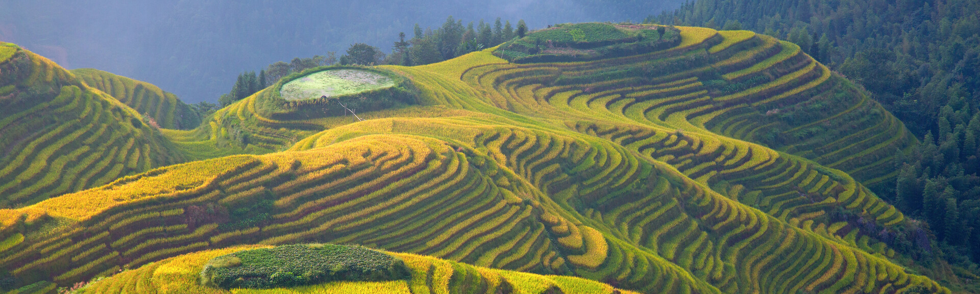 Terraced rice fields cascade down rolling hills, forming intricate, layered patterns. The lush greenery is interspersed with golden hues, set against a backdrop of dense forest.