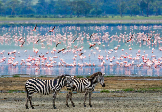 Two zebras stand on brown, dry ground while numerous pink flamingos wade and fly over a tranquil lake in the background, surrounded by distant greenery.