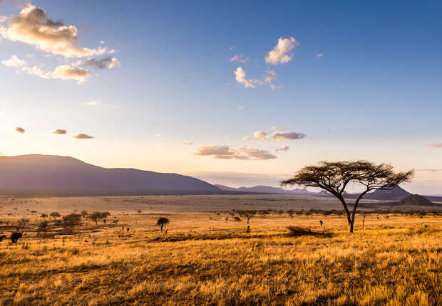 A single acacia tree stands in a sunlit savannah, casting a long shadow. The surrounding landscape features distant hills under a sky dotted with scattered clouds.