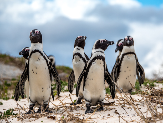 Penguins walk across sandy terrain with sparse vegetation, under a cloudy sky.