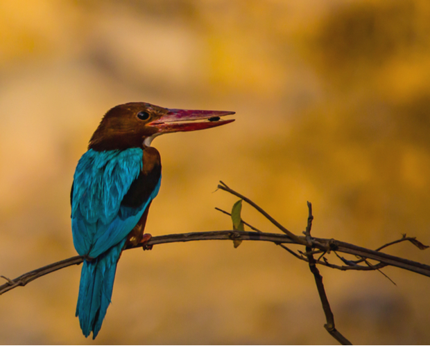 A vibrant kingfisher with bright blue and brown plumage perches on a thin branch, holding small food in its beak, against a blurred golden background.
