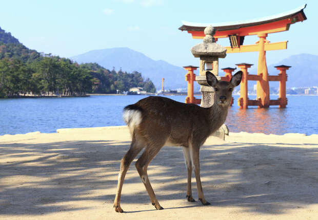 A deer stands on sandy ground near water, with a red torii gate and distant mountains in the background, suggesting a serene, scenic setting by a lake or sea.