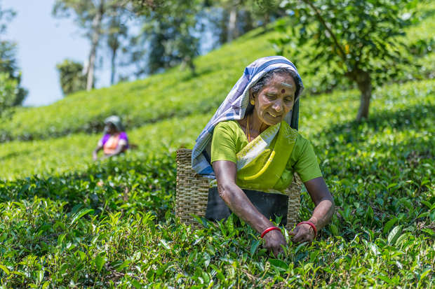 A person in a green shirt picks tea leaves on a lush hillside plantation. Another person is visible in the background, surrounded by rows of green plants under a clear sky.