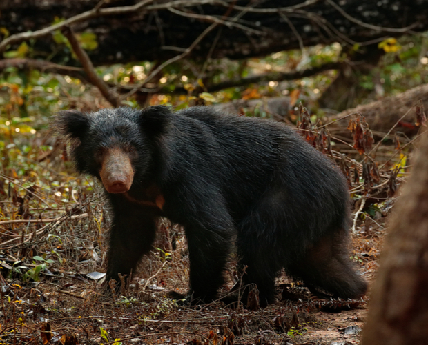A sloth bear stands alert on a forest floor, surrounded by dried leaves and scattered branches, with dense, leafy vegetation and a fallen tree in the background.