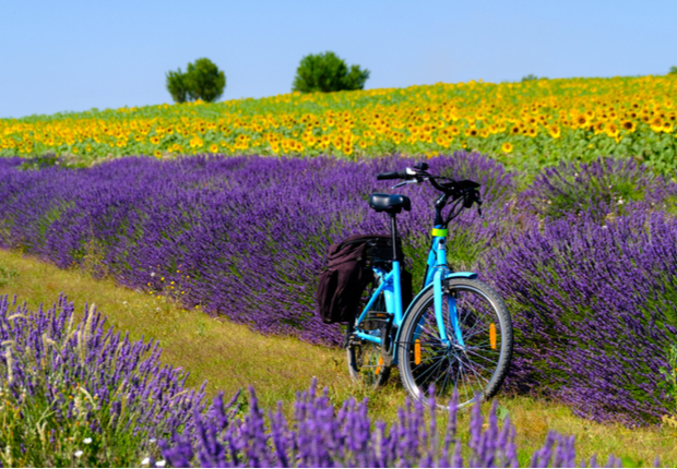 A blue bicycle stands idle in a field, surrounded by vibrant purple lavender and yellow sunflowers under a clear blue sky, evoking a peaceful countryside scene.