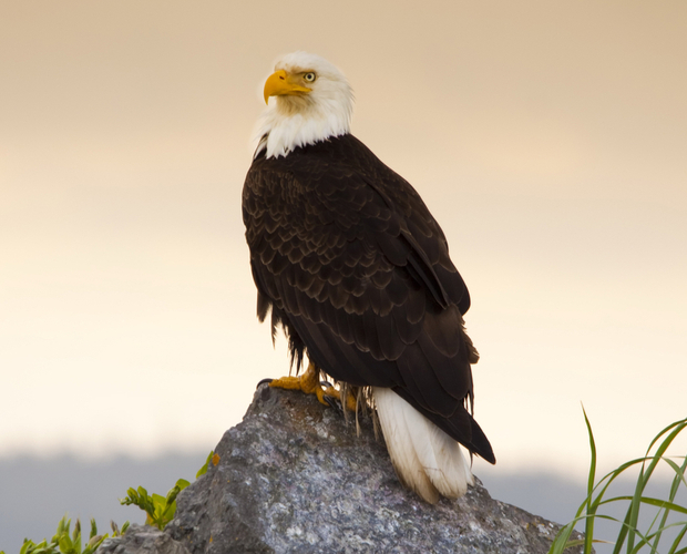 A bald eagle perches on a rock, gazing into the distance, with lush green plants and a soft, blurred sky in the background.