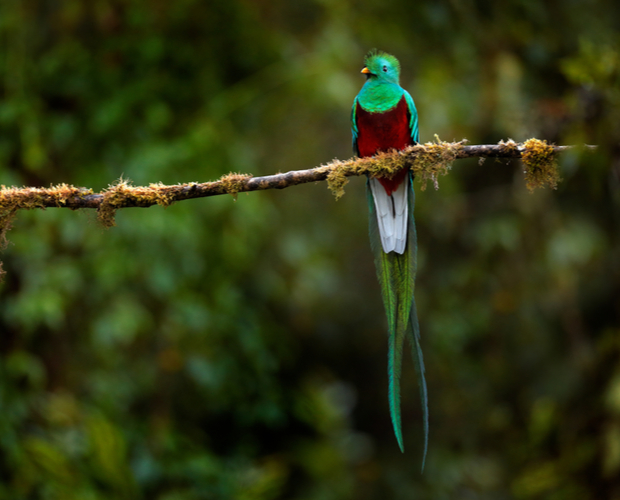 A vibrantly colored bird with bright green, red, and long tail feathers perches quietly on a moss-covered branch in a dense, blurred forest background.