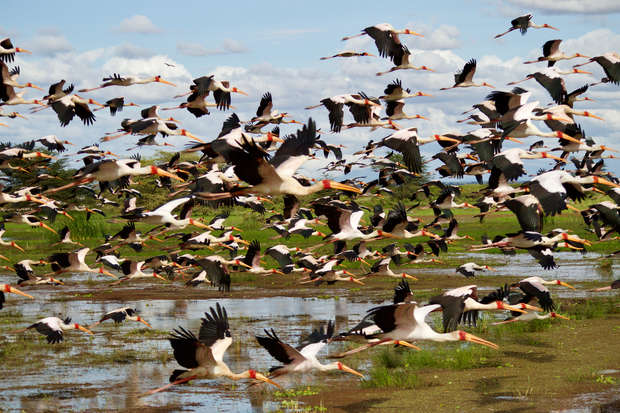 A flock of large birds with long orange beaks fly across a wetland area, their wings fully stretched. The ground is muddy and green, and the sky is mostly clear.