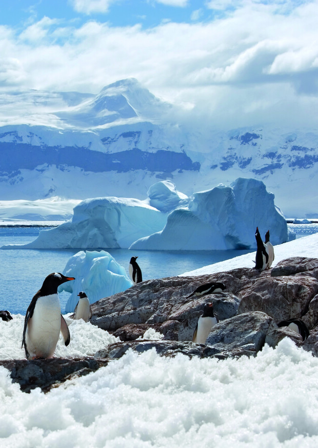 Penguins stand and walk on rocky, snow-covered terrain beside an icy sea. Large icebergs float in the background with distant snowy mountains under a partly cloudy sky.