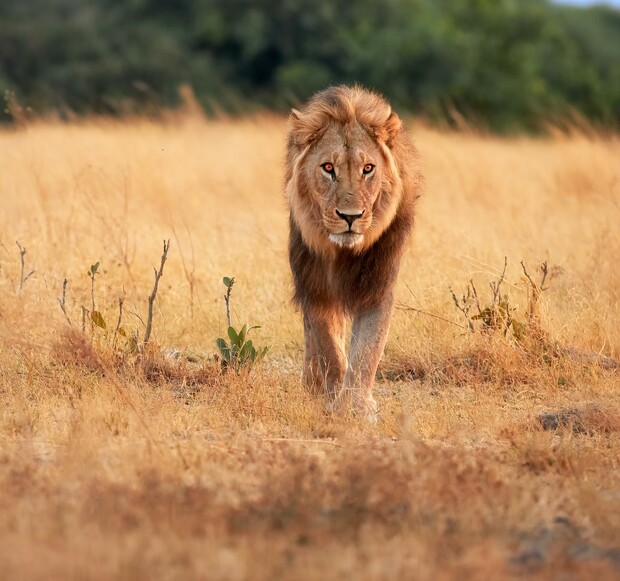 A lion walks through dry, golden grass in a savannah, framed by distant green foliage and a clear sky, exuding a confident and powerful presence.