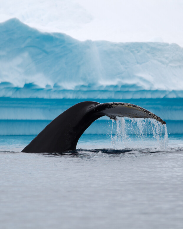 A whale's tail rises above the ocean surface, water cascading off, set against a backdrop of blue, icy glaciers.