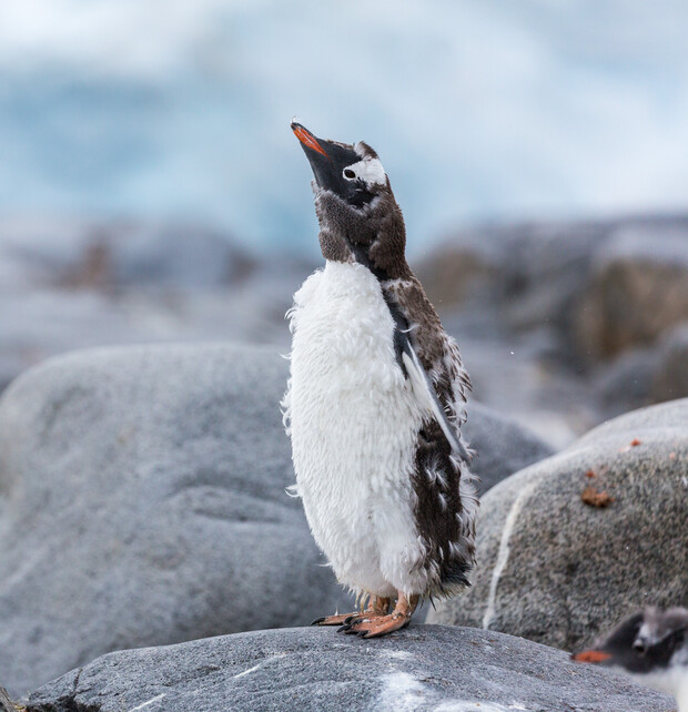 A penguin stands on a rocky surface, gazing upward. It is surrounded by larger rocks and a blurred, icy background, suggesting a cold, natural setting.