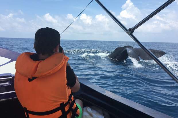 A person in an orange life jacket photographs a whale's tail as it surfaces near a boat on the ocean, under a blue sky with scattered clouds.