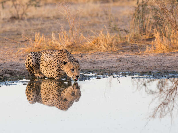 A cheetah crouches, drinking water from a reflective pond in a dry, grassy savanna landscape under soft lighting.