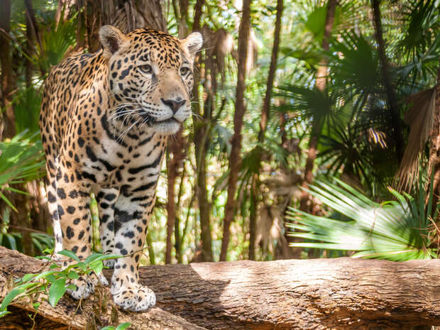 A jaguar stands on a fallen tree trunk, poised and attentive, surrounded by dense green foliage in a lush forest setting.