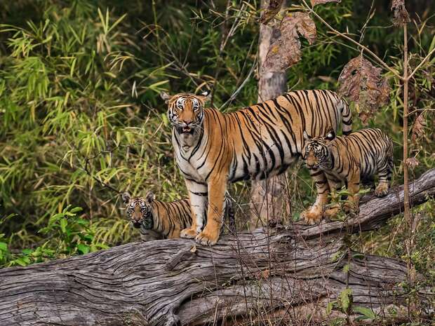 A tiger stands with two cubs on a fallen log, surrounded by dense green foliage and trees in a forest setting.