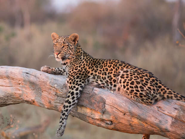 A leopard rests on a large, horizontal tree branch, scanning the surroundings. The background features blurred natural vegetation and soft, diffused light.