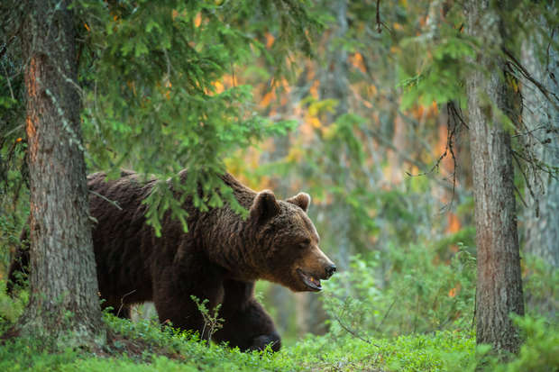 A large bear walks cautiously through a dense, sunlit forest, surrounded by tall trees and lush green undergrowth.