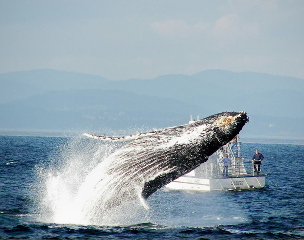 A whale leaps out of the water, creating a large splash. In the background, a boat with two people observes, with distant mountains under a clear sky.