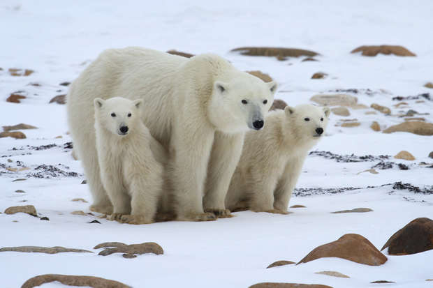 A polar bear with two cubs stands on snowy terrain, surrounded by scattered rocks, in an icy wilderness.