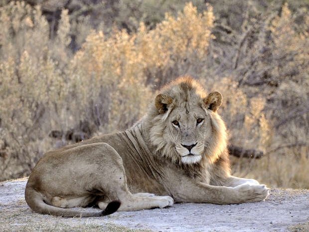 A lion rests calmly on a patch of dry ground, surrounded by sparse, sunlit vegetation in a natural setting.