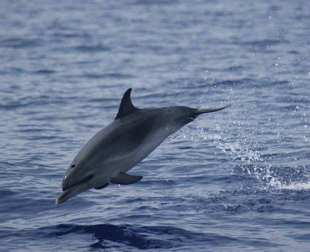 A dolphin jumps gracefully out of the water, creating splashes, in a vast ocean setting with gently rippling waves.