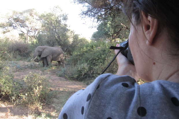 A person photographs an elephant walking among dense trees and bushes in a natural setting, capturing wildlife in its habitat.