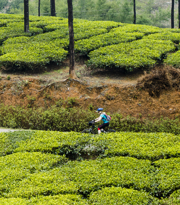 Cyclist riding along a path amidst lush, green tea plantations. Tall trees are scattered throughout, with a backdrop of undulating hills. Bright foliage dominates the landscape, creating a vibrant scene.