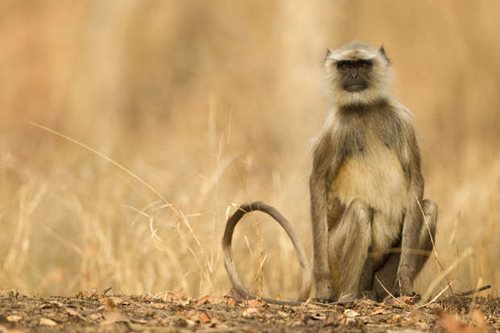 Hanuman Langur in Pench National Park