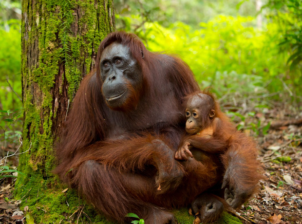 An adult orangutan sits with a baby orangutan, cradling it gently, in a lush, green forest environment, resting against a moss-covered tree trunk.