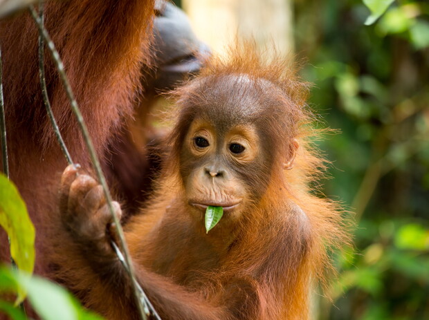 A young orangutan holds onto a vine, nibbling a green leaf. Its fur is reddish-brown, and it sits close to an adult in a lush, green forest environment.
