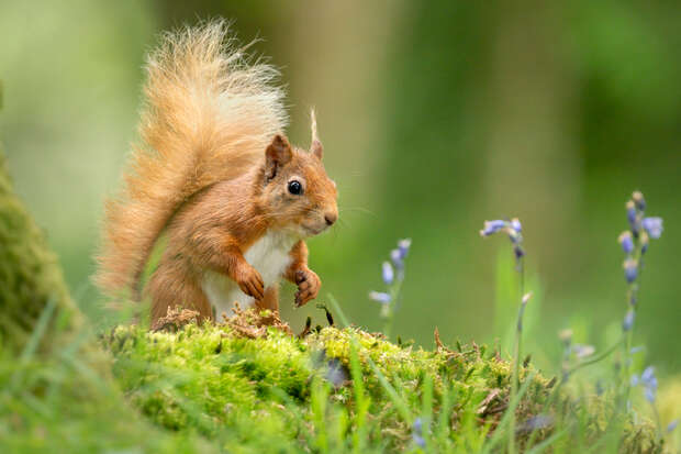 A red squirrel stands alert on a moss-covered ground surrounded by delicate purple flowers and lush greenery in a serene forest setting.