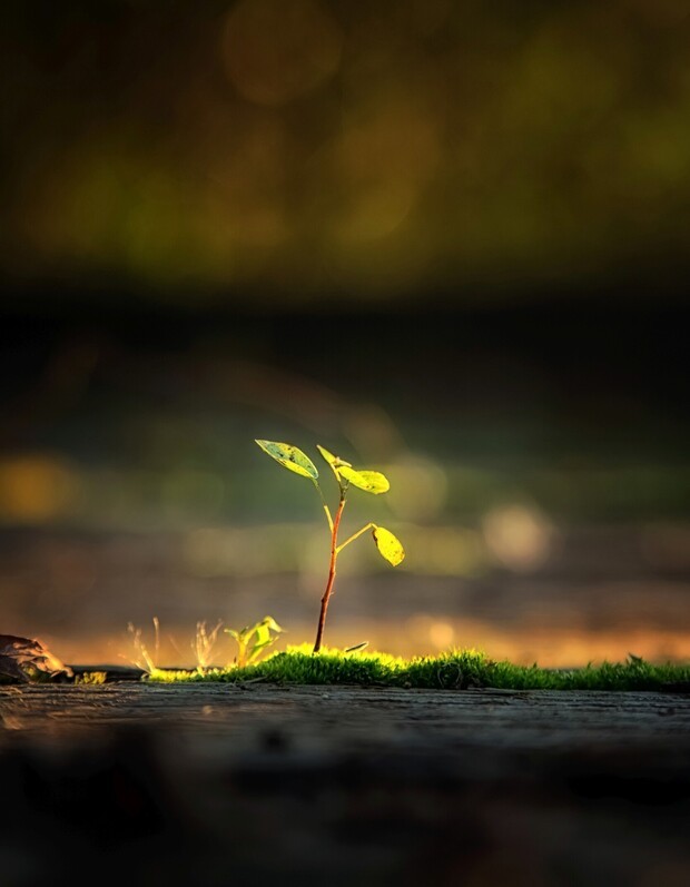 A small plant with green leaves grows upward from moss-covered ground, illuminated by soft sunlight, with a blurred, warm-toned background.
